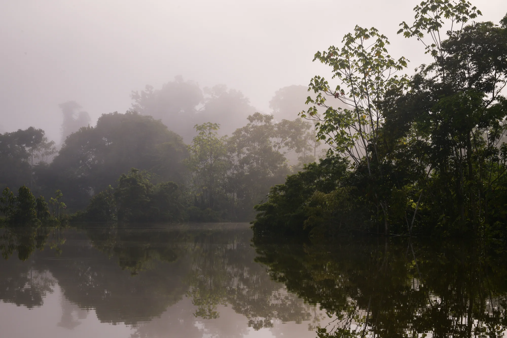 Mist over a forested river in the Peruvian Amazon.