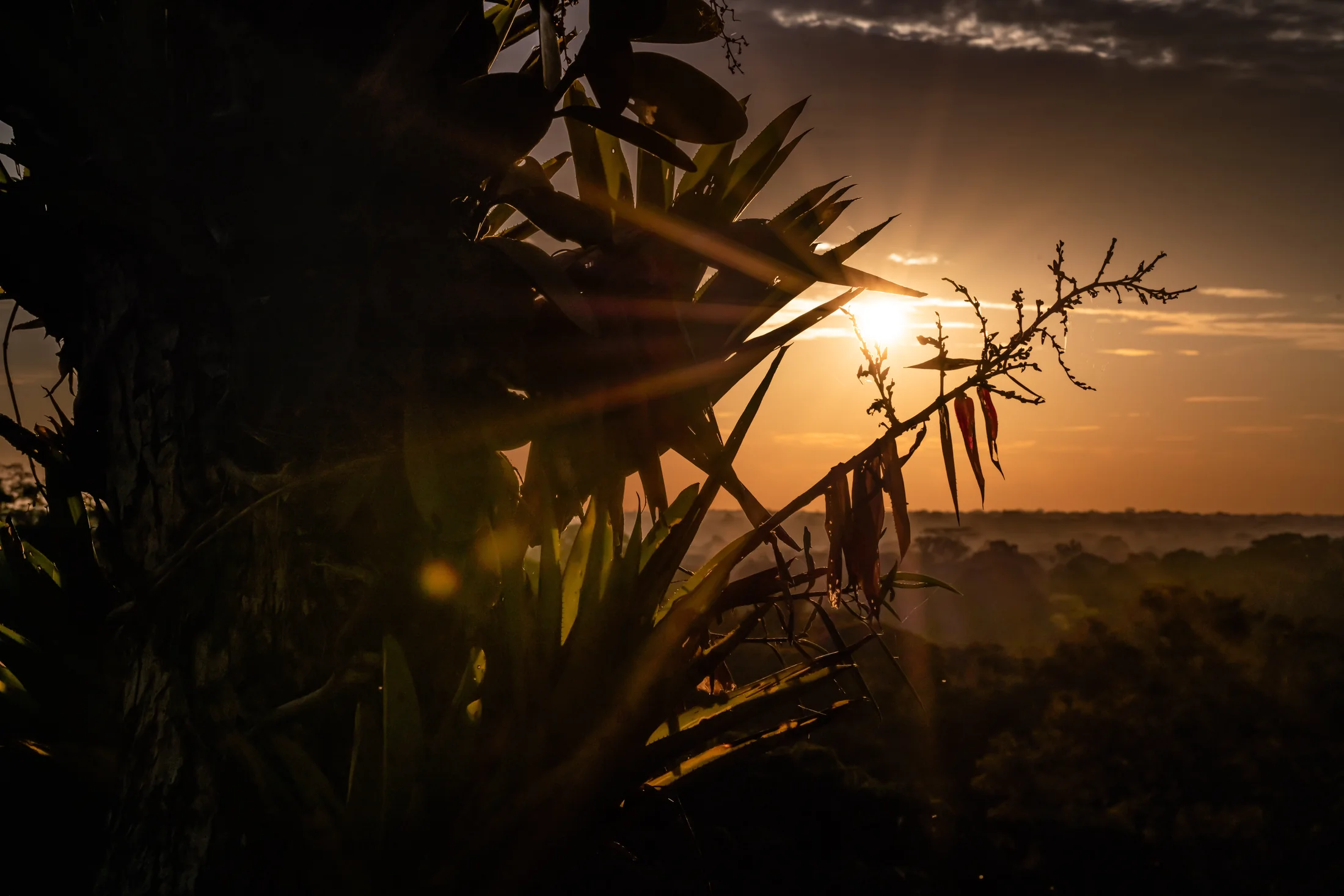 Warm evening light through epiphytes above Amazonian forest.