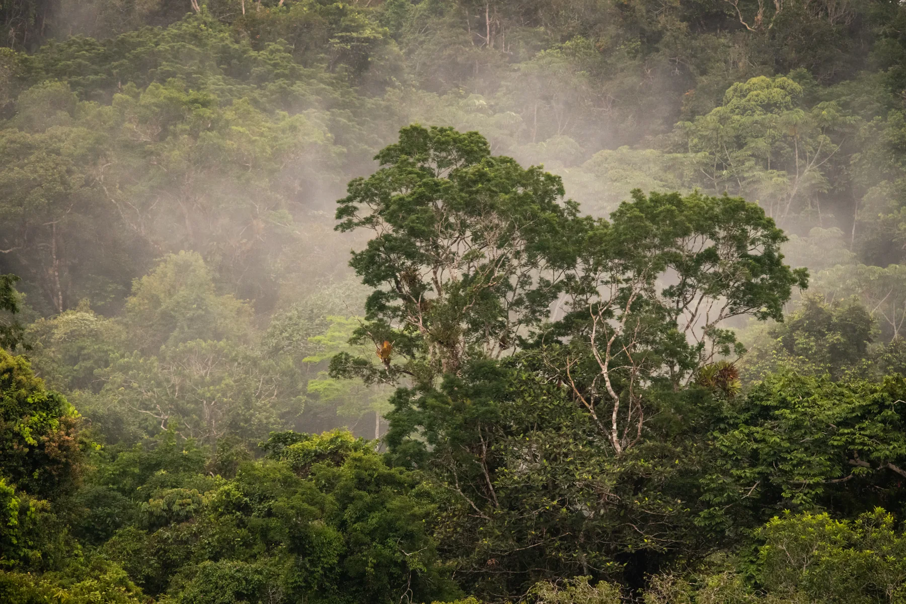 Misty rainforest canopy in the Peruvian Amazon.